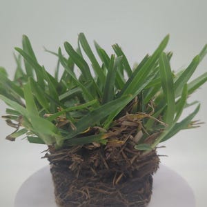 May include: A square of fresh green grass with visible roots and soil. The blades of grass are a vibrant green color, and the roots are a dark brown. The grass is likely a sample or a small piece for planting.