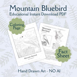 Mountain Bluebird Coloring Page & Bird Facts – Printable PDF – Educational Wildlife Art for Adults and Kids – Instant Digital Download