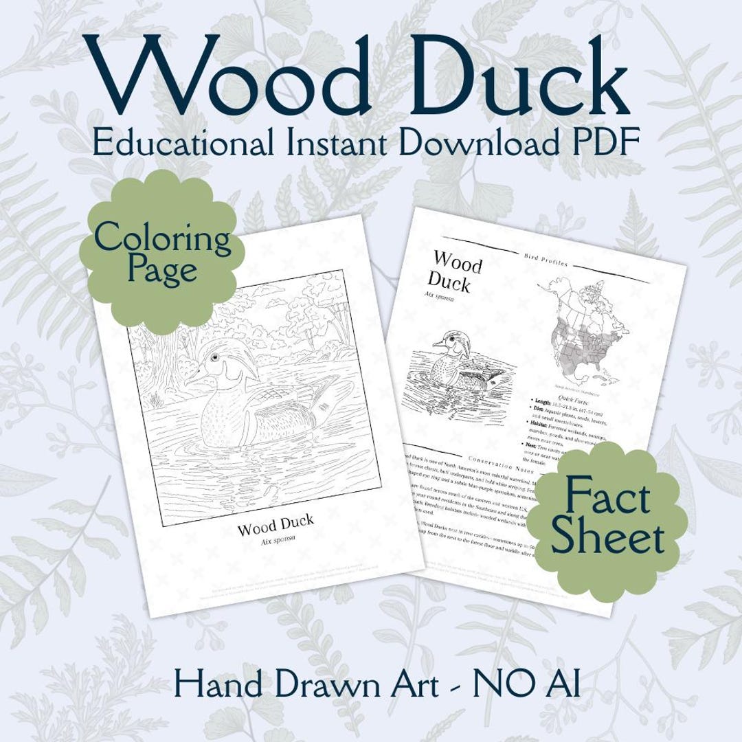 Wood Duck Coloring Page & Bird Facts: Educational Wildlife Art ...