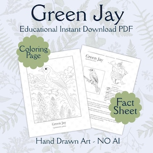 Puede incluir: Un PDF educativo imprimible con una página para colorear y una hoja informativa sobre el arrendajo verde. La página para colorear muestra una ilustración detallada del ave, mientras que la hoja informativa proporciona información. El texto incluye "Green Jay" y "Hand Drawn Art - NO AI".