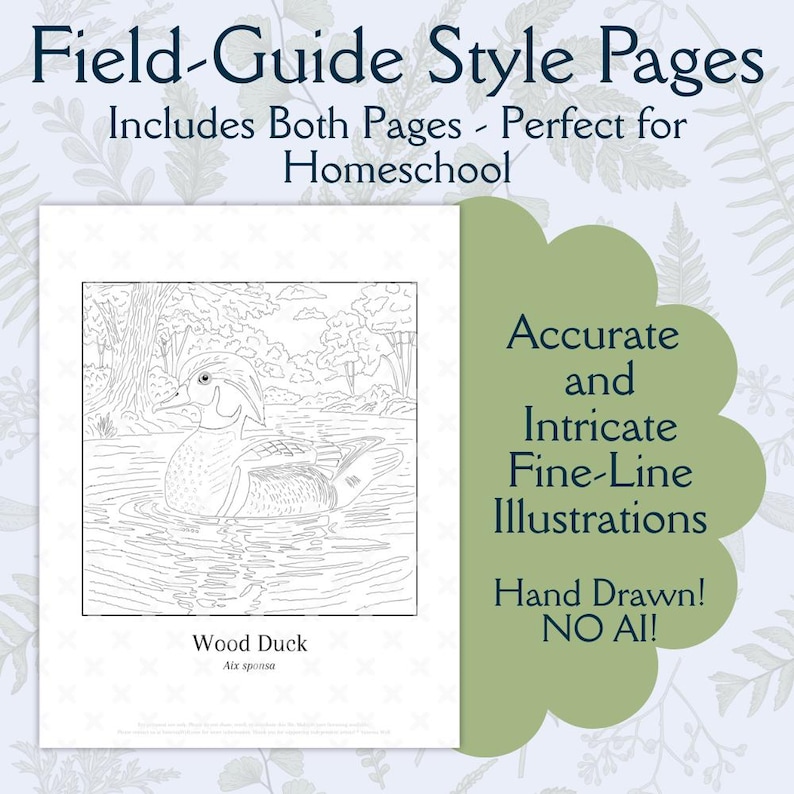 Wood Duck Coloring Page & Bird Facts: Educational Wildlife Art ...