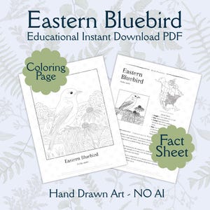 May include: Two printable PDF pages featuring an Eastern Bluebird. One is a coloring page with a detailed illustration of the bird perched on a fence. The other is a fact sheet with information and a map. The text reads "Eastern Bluebird" and "Hand Drawn Art - NO AI".