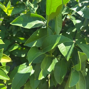 May include: Close-up of vibrant green leaves, illuminated by sunlight. The leaves are smooth and oval-shaped, with visible veins. The image captures the lushness of a plant, possibly a shrub or small tree, with a natural, organic aesthetic.