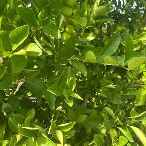 May include: A close-up shot of a lime tree with vibrant green leaves and several small, round, green limes. The leaves are dense and lush, creating a full, textured appearance. The image is well-lit, highlighting the natural colors and details of the foliage.