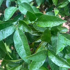 Fresh Orange Tree Leaves for Tea, Cooking, Aromatherapy, Decor