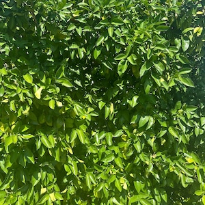May include: A dense collection of bright green leaves, possibly from a tree or large shrub, fills the frame. The leaves are various sizes and shapes, with a glossy appearance. Sunlight filters through, creating highlights and shadows.