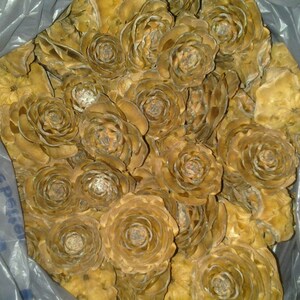 May include: A close-up of a bag filled with dried pine cones that resemble roses. The cones are a light brown color and have a natural, rustic look.