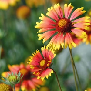 May include: Close-up of Gaillardia flowers, also known as blanket flowers, with vibrant red, orange, and yellow petals. The flowers have a dark red center and are set against a blurred green background, creating a natural, colorful scene.