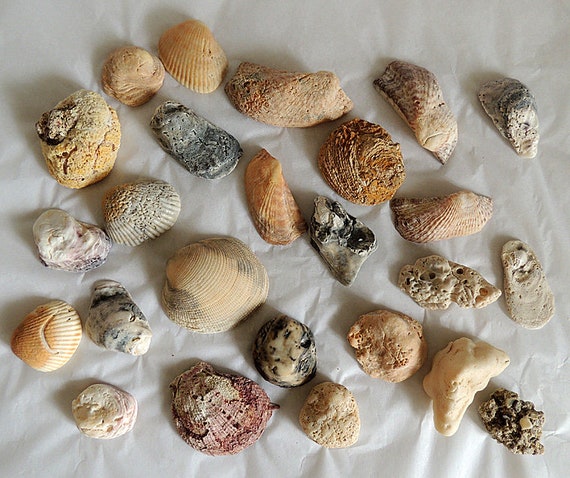 Vintage Decorative Natural Seashells Coral Fossils Shells.. Aquarium Beach Decor (#2)