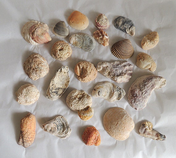 Vintage Decorative Natural Seashells Coral Fossils Shells.. Aquarium Beach Decor (#1)