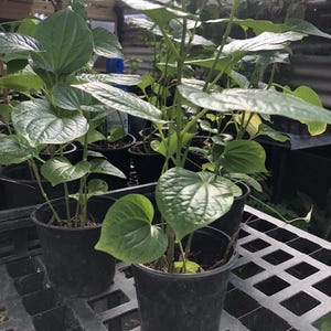 Live Betel Leaf Plant: Piper Sarmentosum Edible Herb