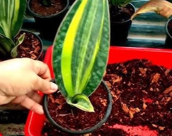 Variegated Whale Fin Snake Plant (4'') – Live Potted Sansevieria