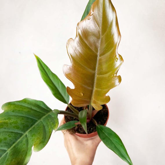 best soil for philodendron gloriosum Gloriosum Philodendron  Plant Detectives