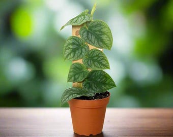 Rare Tall Monstera Dubia on Plank: Exotic Houseplant (40'' Height) - Etsy