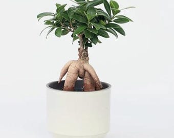 Ficus Ginseng Bonsai (4'') - Japanese Bonsai - US Seller - Live Potted Plant
