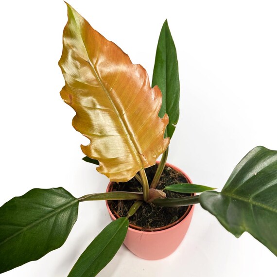 Philodendron Choco Empress (4); US Seller; Live Potted Plant; Rare  Houseplant - Etsy