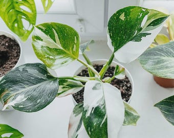 Philodendron White Princess (4”); US Seller; Live Potted Plant; Rare Houseplants