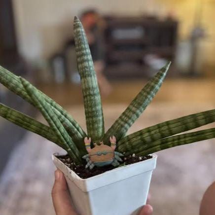 Starfish Sansevieria - Etsy