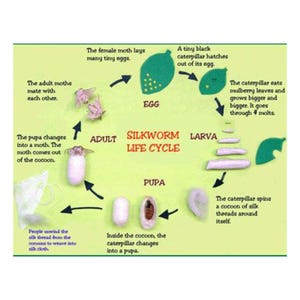 May include: Diagram illustrating the silkworm life cycle, featuring stages from egg to adult moth. The image includes text labels for each stage, such as egg, larva, pupa, and adult, with arrows indicating the process.