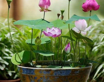 Dried Lotus 10pcs Pre-Sprouted Mixed Color Bonsai  Easy To Grow, Indoor/Outdoor,  Perennial Bowl Lotus