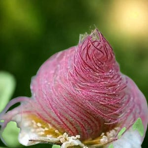 40 Prairie  Seeds | Rare Bonsai Flower | Potted Garden Plant
