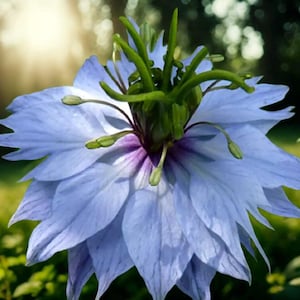 Love in a Mist Flower Seeds – 300+ Nigella Damascena Annual Wildflower
