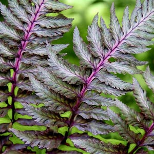 1000 Regal Red Lady Varensporen – Winterharde vaste plant