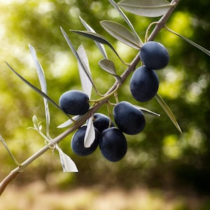 Canino Olive Tree Seeds 10pcs Italian Heirloom Perennial