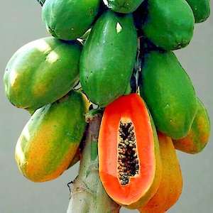 20 Red Lady Papaya Seeds | Big Sweet Fruits | Indoor Outdoor Tropical Plant