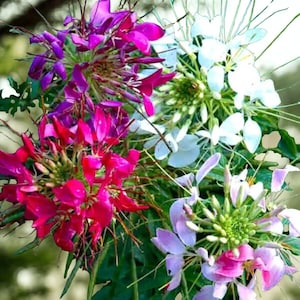 Gemischte Farben Cleome Samen - Non-GMO Spinnenblumenblüten