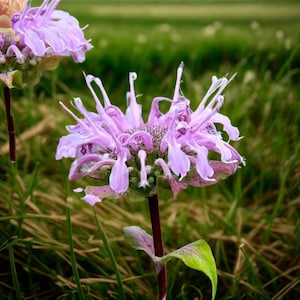 1000+ Wild Bergamot Seeds | Monarda, Bee Balm, Non-GMO, Heirloom USA Seller