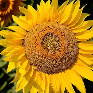 Giant Sunflower Seeds | 50 Huge Yellow Bloom Competition Flowers
