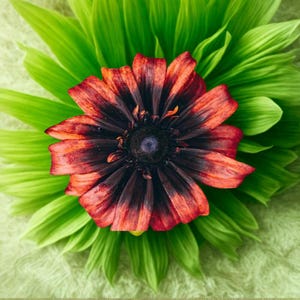 125+ Sunset Black Rudbeckia Seeds | Bold Summer Annual Flowers Garden