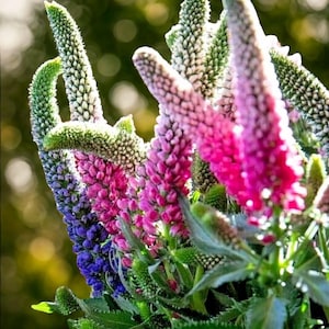 Veronica Llongifolia, 162 seeds, blue & pink, long leaf speedwell, perennial