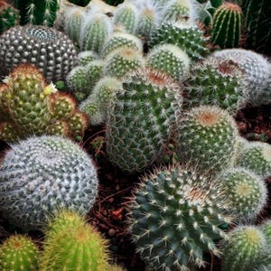 Cactus Seeds Mix 30+ Varieties Succulent Indoor Outdoor Plants