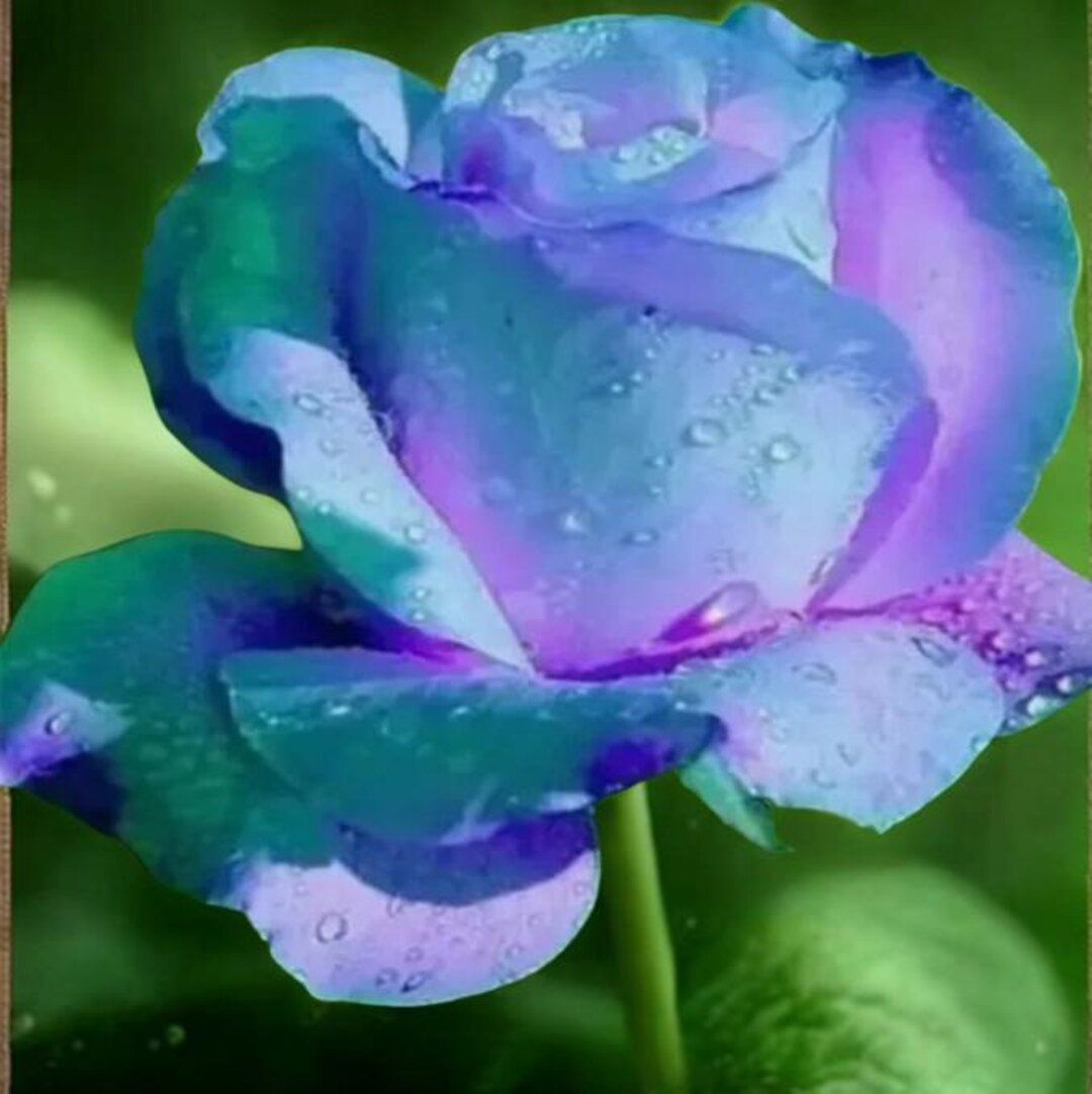20 Rare Light Blue/violet Rose Tea Flower Bush Seeds | Exotic Garden ...