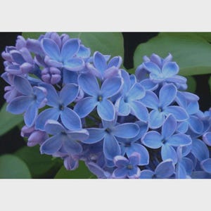 20 Blue Purple Lilac Seeds – Rare Exotic Flowering Bush Blooms