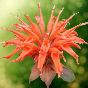 100 Orange Bee Balm Seeds | Hummingbird & Butterfly Flower  | Perennial Blooms