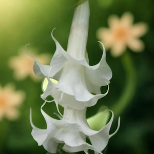 10 Triple White Angel Trumpet Seeds | Brugmansia Datura Flower Seeds
