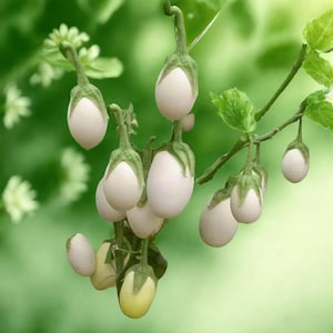 Semi di melanzana a guscio bianco / Varietà antica / Non OGM / Varietà da giardino compatta