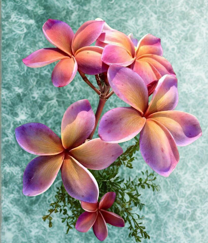 Plumeria seeds - Etsy 日本