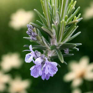 50+ Rosemary Seeds | Heirloom Non-GMO | Culinary Herb USA
