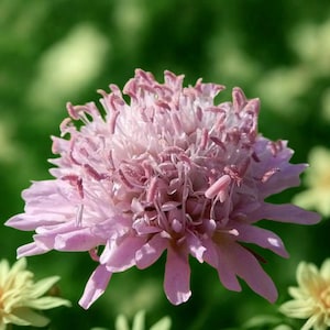 100 Seeds – Pincushion Flower – Hardy Perennial – Easy to Grow – Full Sun Blooms for Zones 5–10