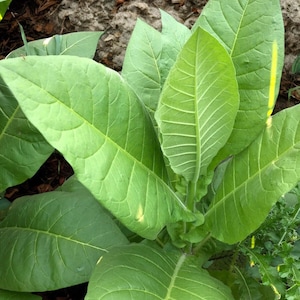 Havanna Gold Tobacco Seeds | 100 USA Grown Non-GMO