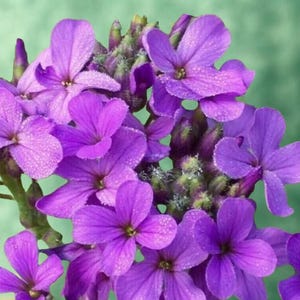 500+ Dame’s Rocket Seeds Biennial Purple Bee Garden Flowers
