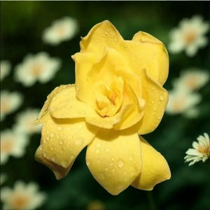 20 Sun Yellow Gardenia Seeds | Rare Fragrant Flower | Exotic Garden Plant