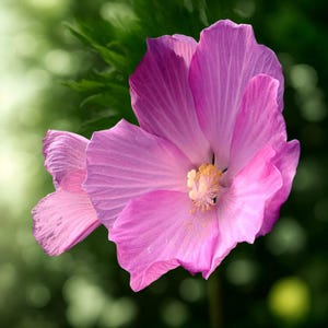 20 Pink Swamp Mallow Seeds | Hardy Hibiscus | Fast Garden Blooms