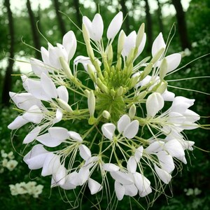 White Queen Cleome Seeds – Non-GMO Spider Flower Annual Blooms