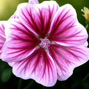 100 Zebra Mallow Seeds – White & Purple Striped Flowers – Perennial Hardy – Easy Grow Blooms for Garden Beds  Borders