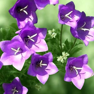 265 blaue Glockenblumensamen - große 5,1 cm Pfirsichblatt Glockenblumenblüten